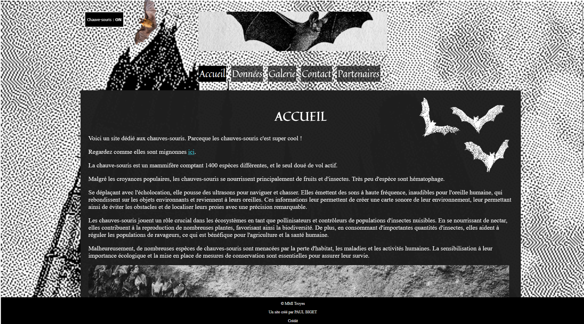 Accueil du site chauves-souris